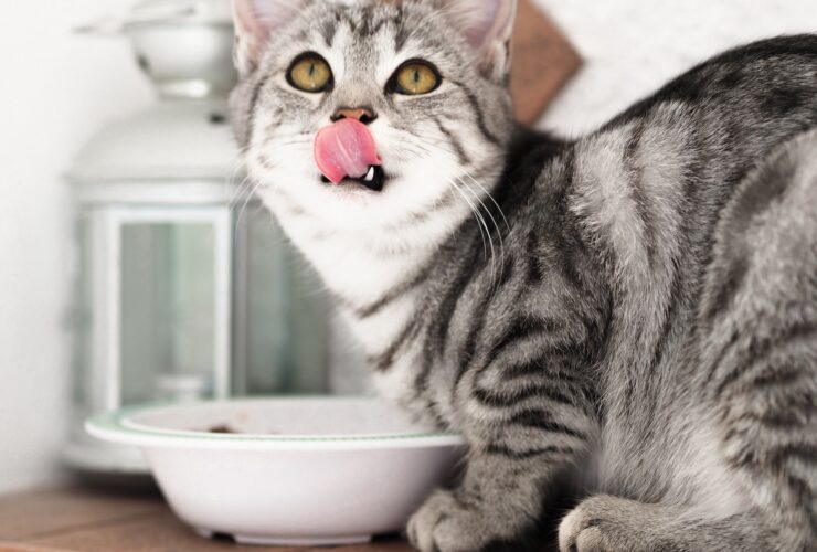 Czy mokra karma dla kota jest lepsza od suchej?